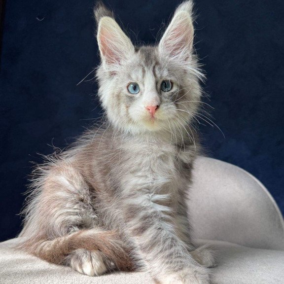Maine Coon NOV Mummy Troll