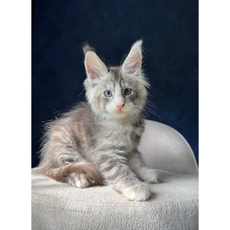 Maine Coon NOV Mummy Troll