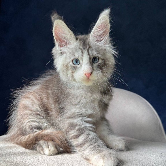 Maine Coon NOV Mummy Troll