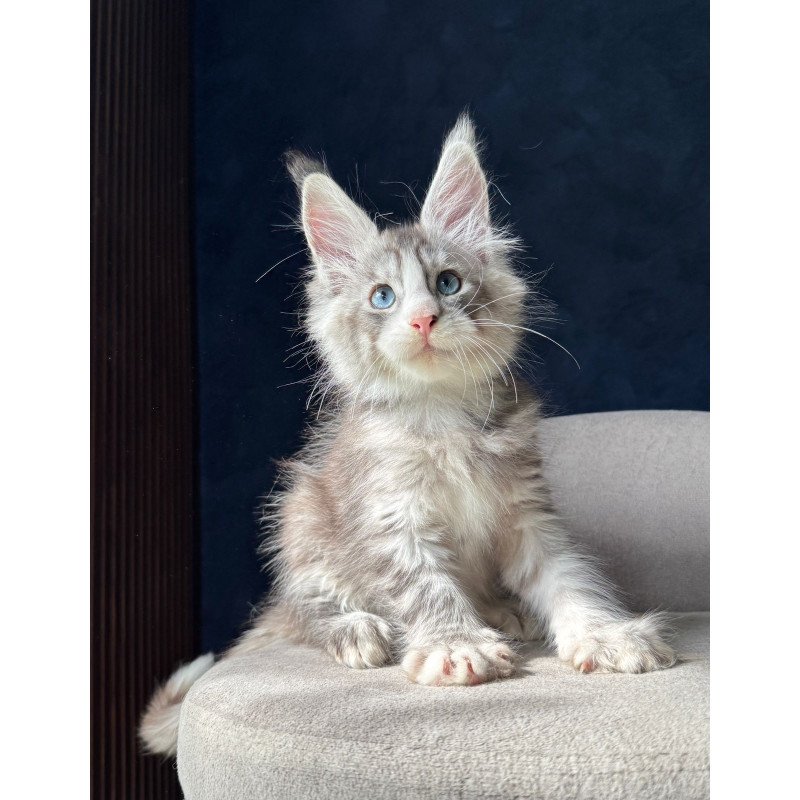Maine Coon NOV Mummy Troll
