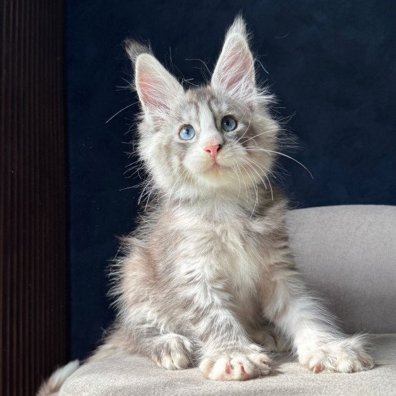 Maine Coon NOV Mummy Troll