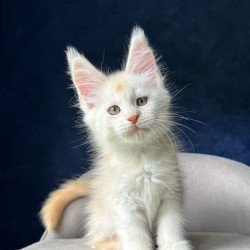 Maine Coon NOV Music