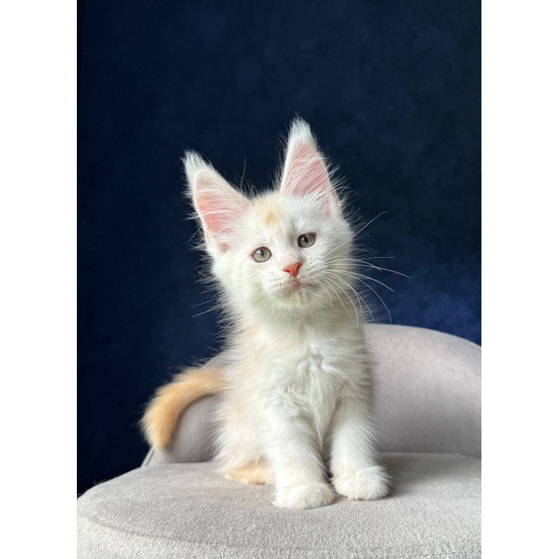 Maine Coon NOV Music