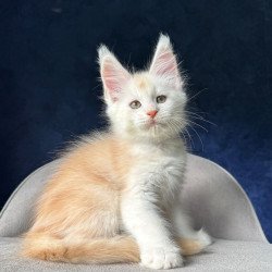 Maine Coon NOV Music