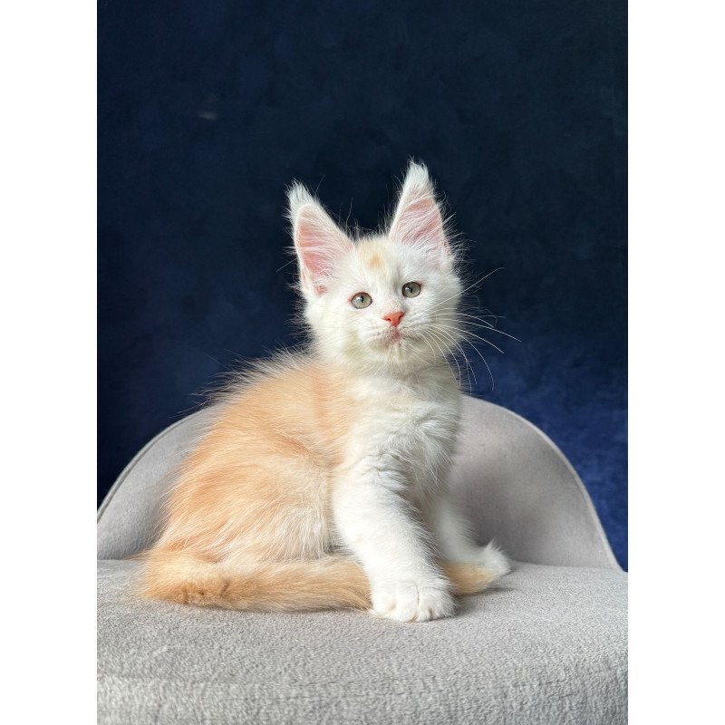 Maine Coon NOV Music