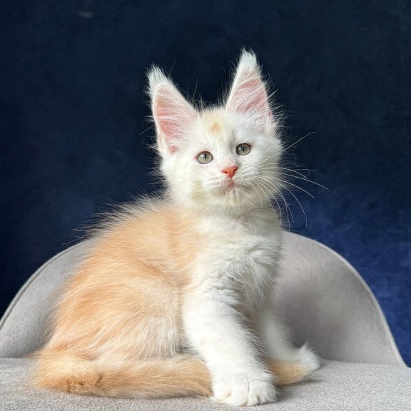 Maine Coon NOV Music