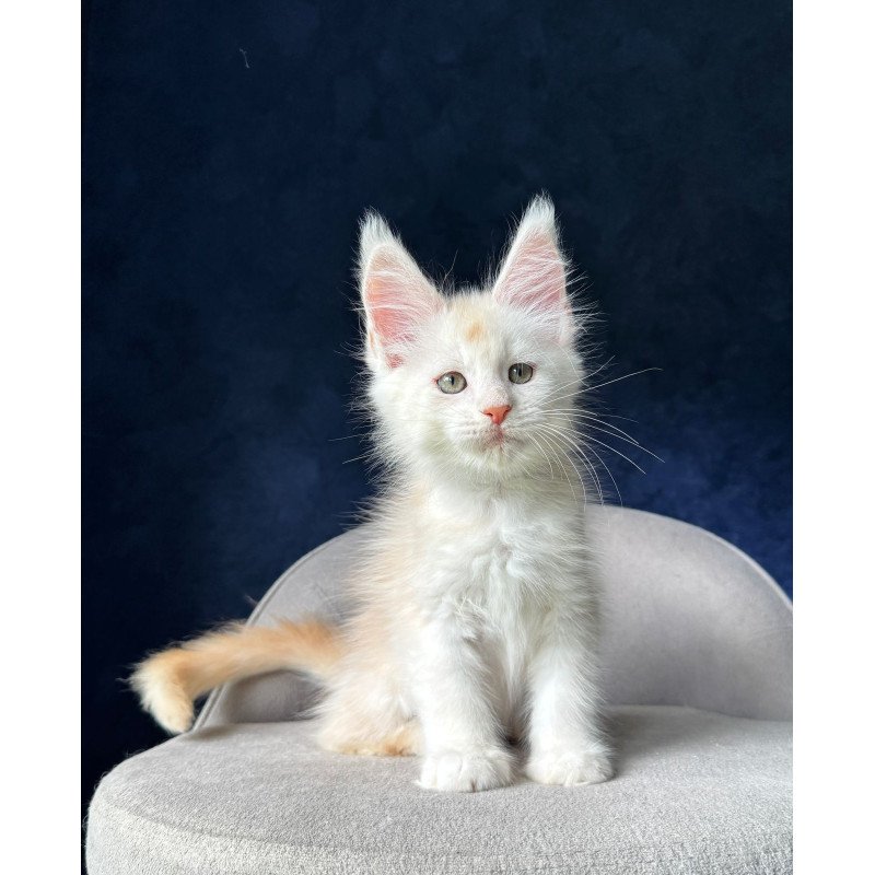 Maine Coon NOV Music