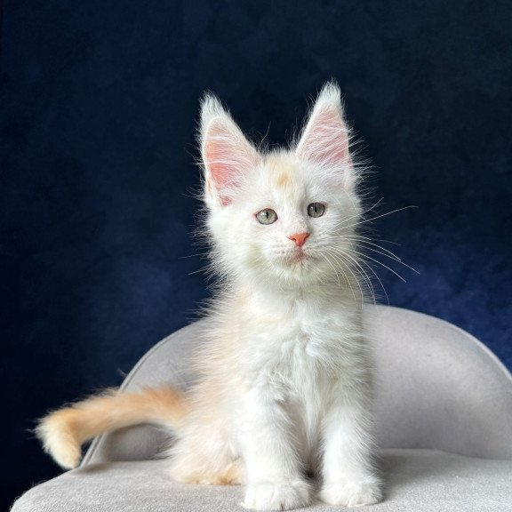 Maine Coon NOV Music