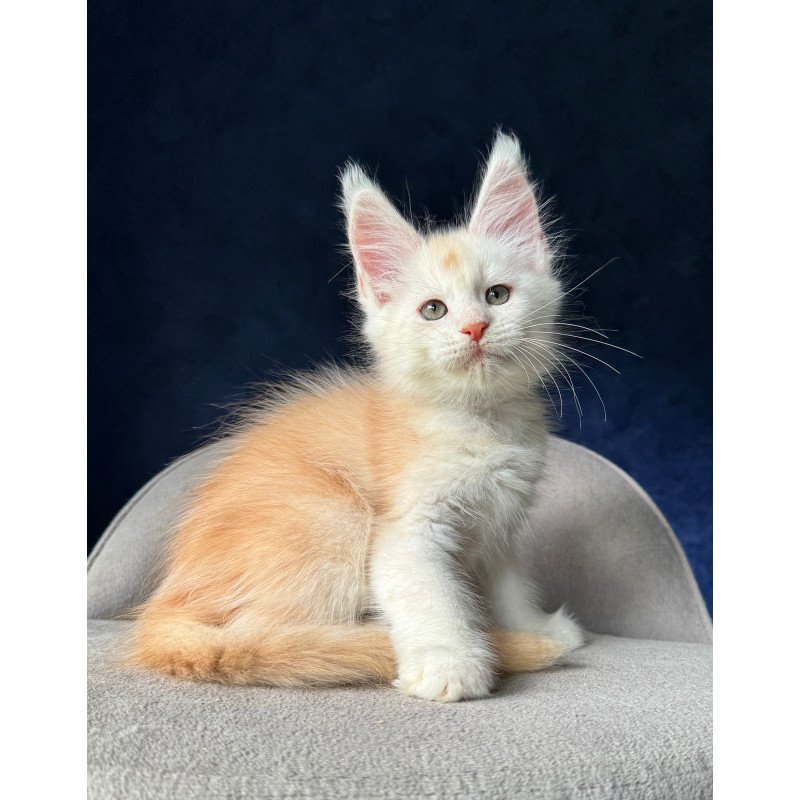Maine Coon NOV Music