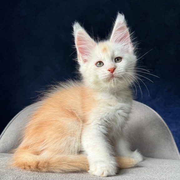 Maine Coon NOV Music