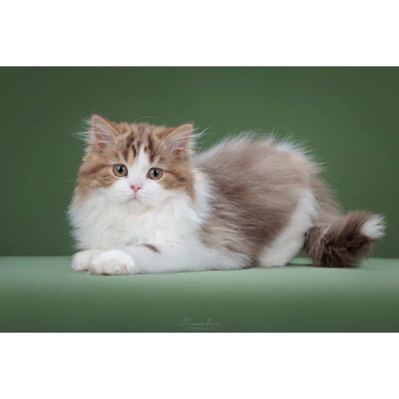 Scottish POLIN Cardinal sfl