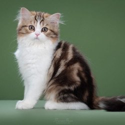 Scottish POLIN Charm sfl