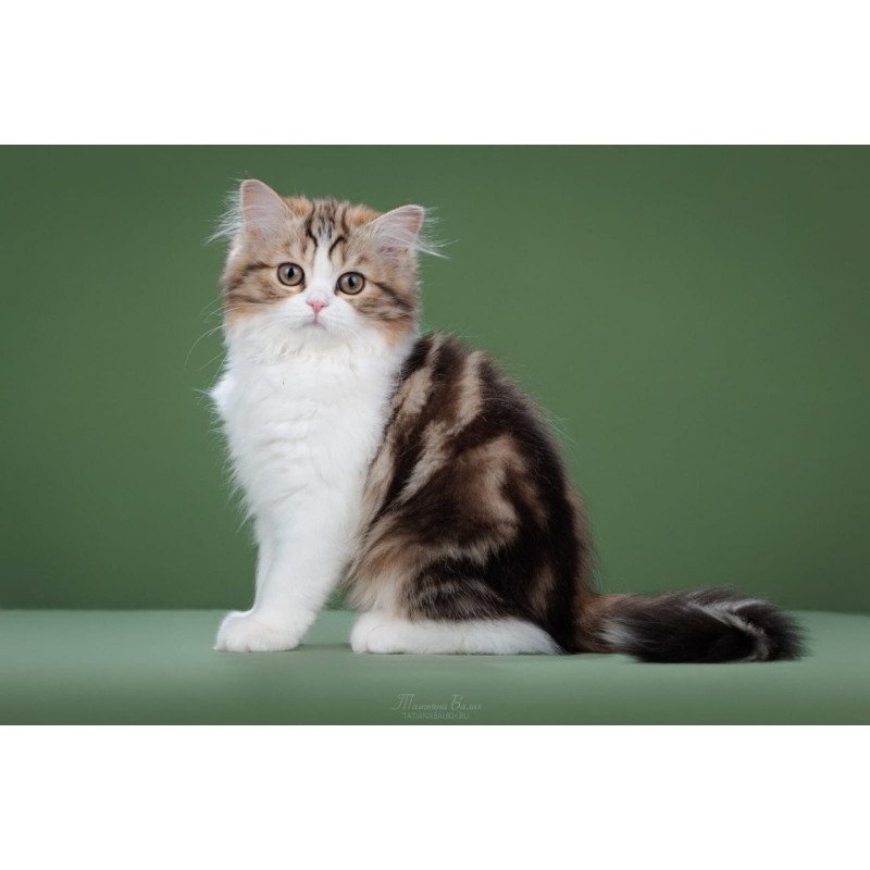 Scottish POLIN Charm sfl