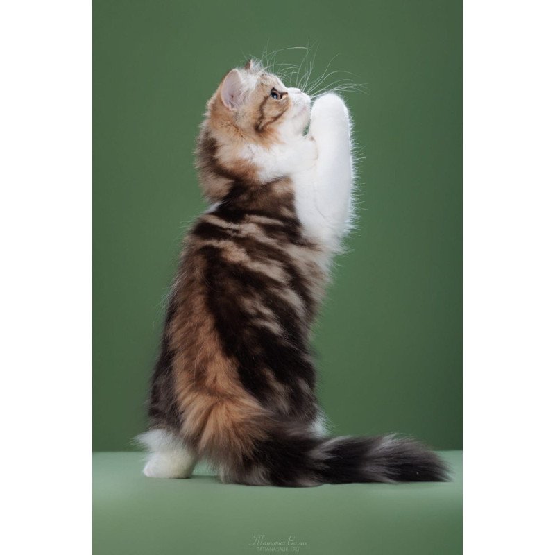 Scottish POLIN Charm sfl