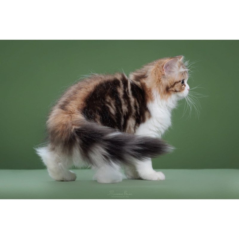 Scottish POLIN Charm sfl