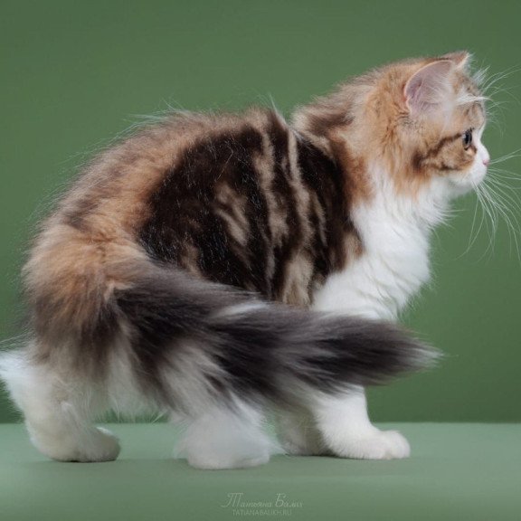 Scottish POLIN Charm sfl