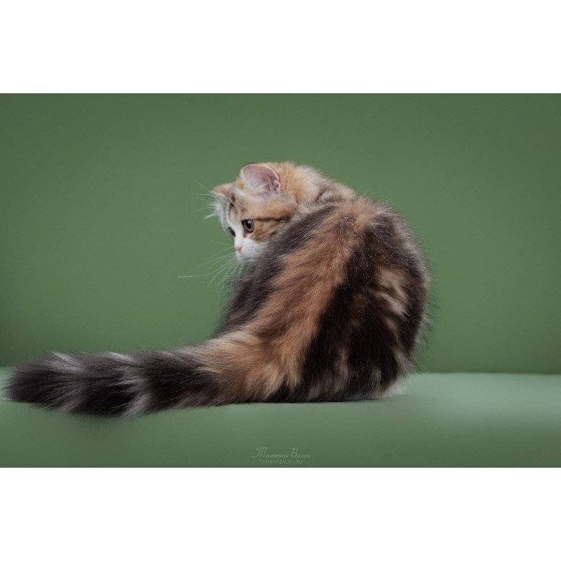 Scottish POLIN Charm sfl