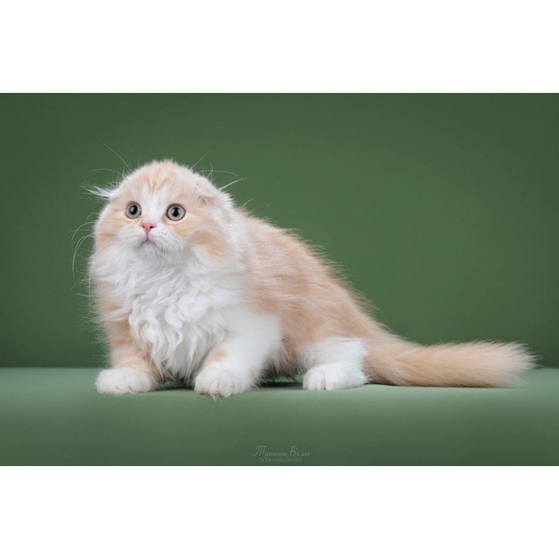 Scottish POLIN Charm 03.21