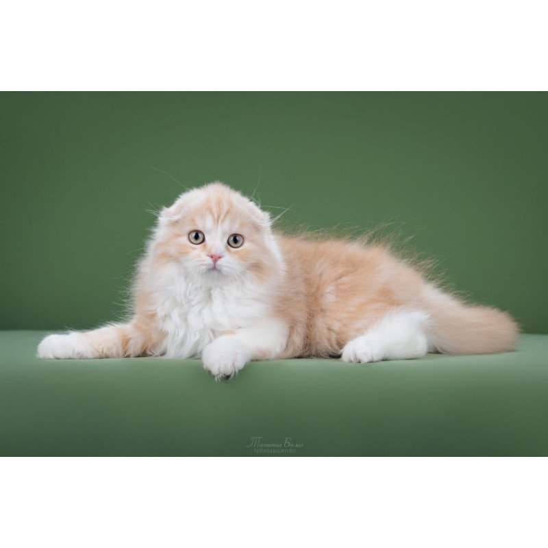 Scottish POLIN Charm 03.21