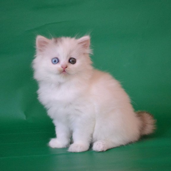 Scottish Oscar