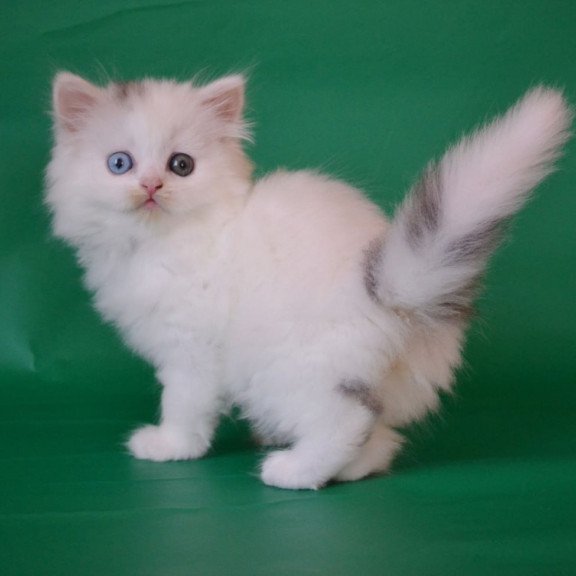 Scottish Oscar