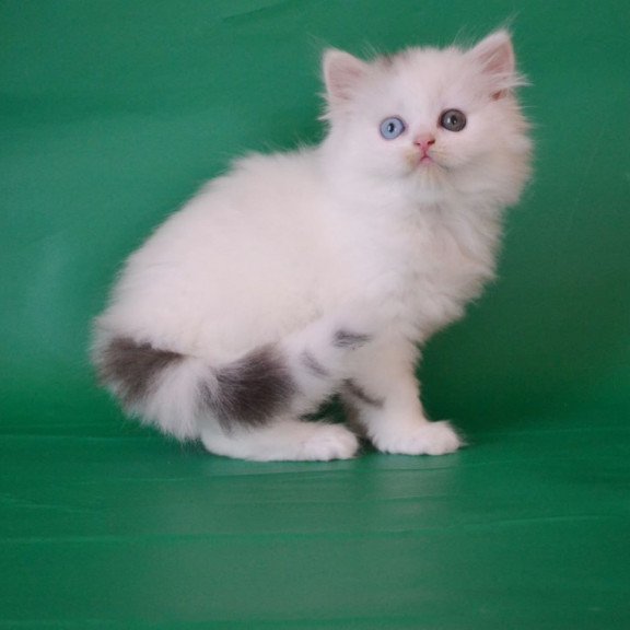 Scottish Oscar