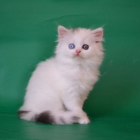 Scottish Oscar