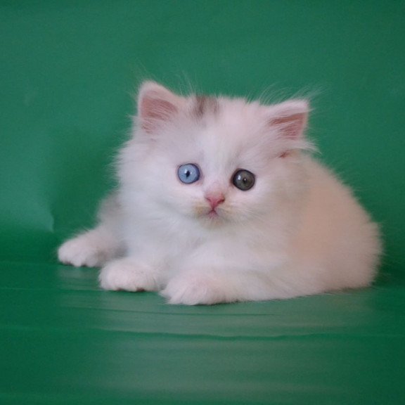Scottish Oscar