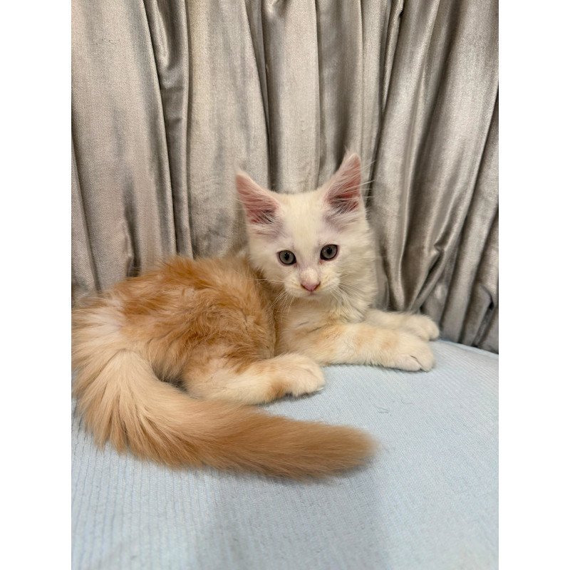 Maine Coon NAD 7.7 Polydactyl kitten is in Brooklyn