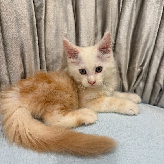 Maine Coon NAD 7.7 Polydactyl kitten is in Brooklyn