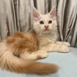 Maine Coon NAD 7.7...