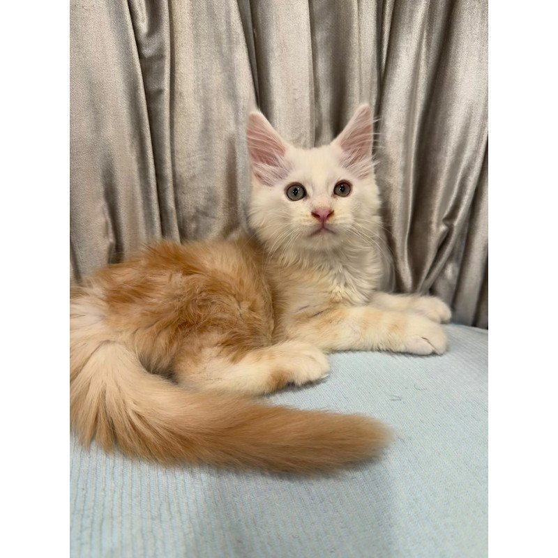 Maine Coon NAD 7.7 Polydactyl kitten is in Brooklyn