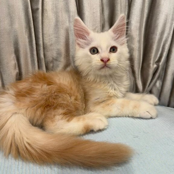 Maine Coon NAD 7.7 Polydactyl kitten is in Brooklyn