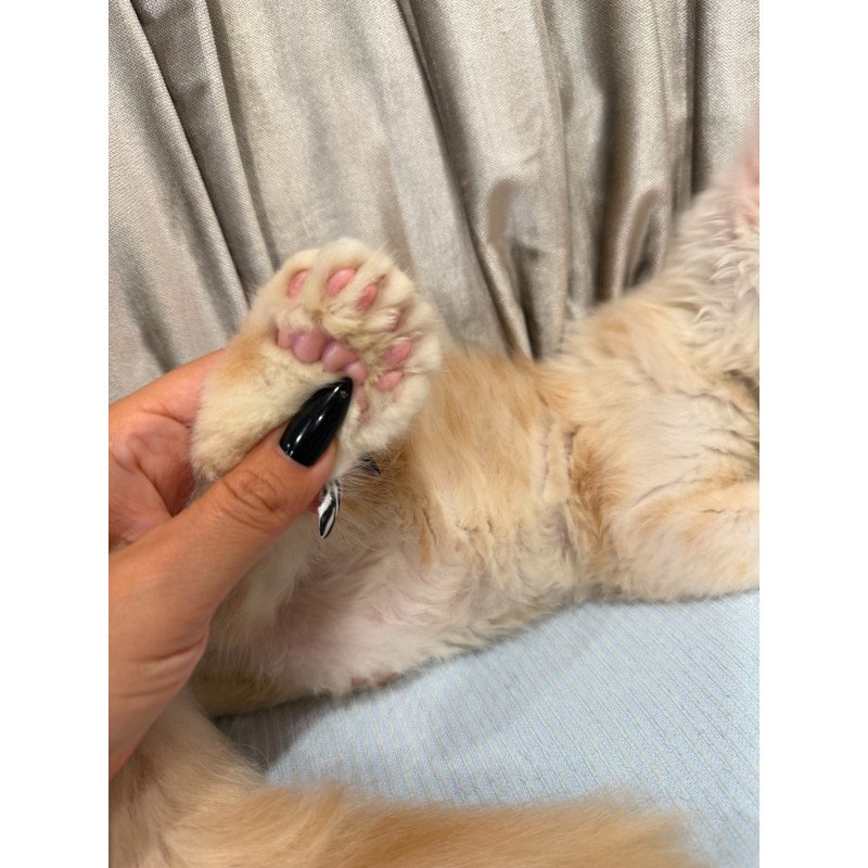 Maine Coon NAD 7.7 Polydactyl kitten is in Brooklyn