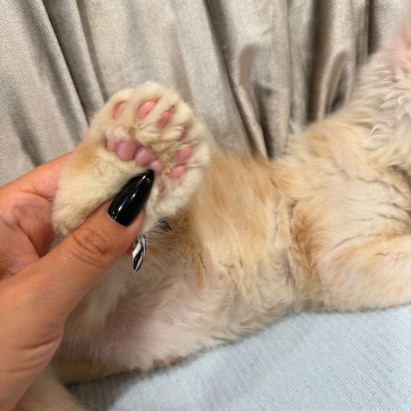 Maine Coon NAD 7.7 Polydactyl kitten is in Brooklyn