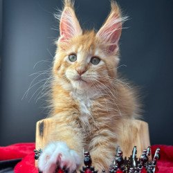 Maine Coon NOV Biscuit
