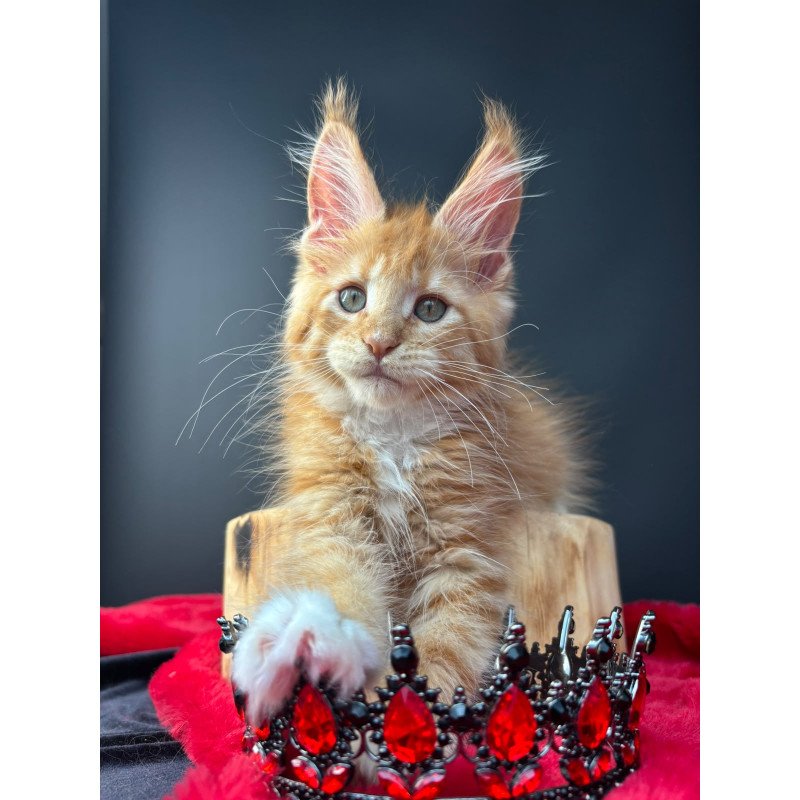 Maine Coon NOV Biscuit
