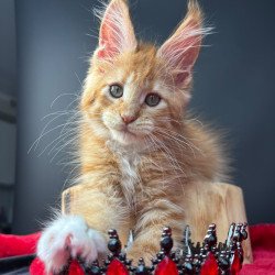 Maine Coon NOV Biscuit