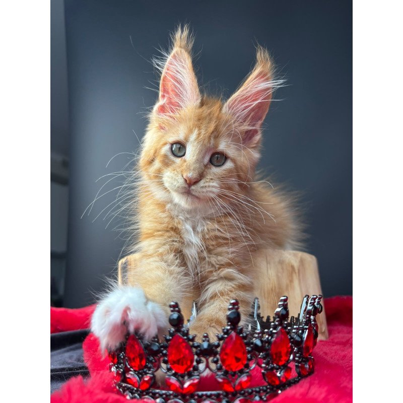 Maine Coon NOV Biscuit