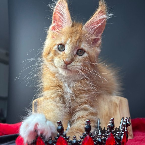 Maine Coon NOV Biscuit