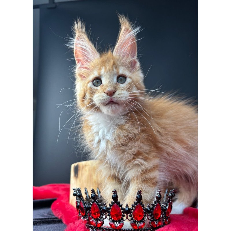 Maine Coon NOV Biscuit