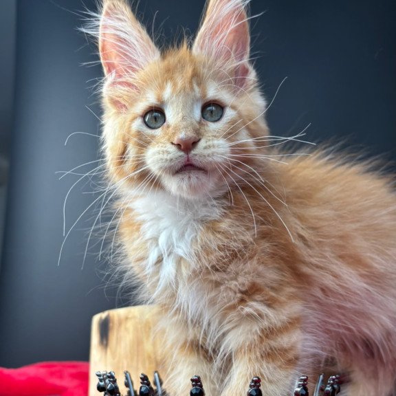 Maine Coon NOV Biscuit