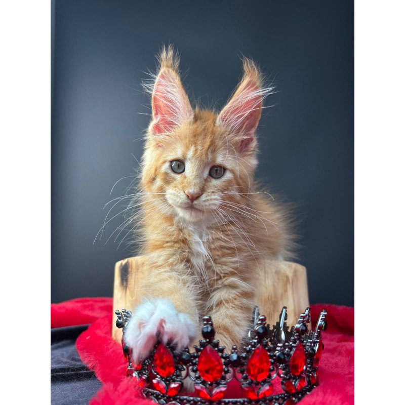 Maine Coon NOV Biscuit