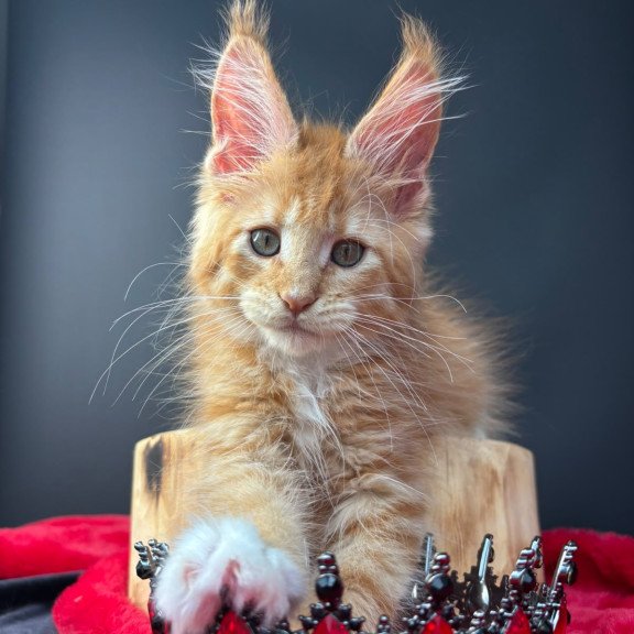 Maine Coon NOV Biscuit