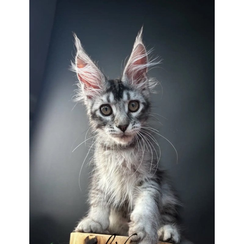 Maine Coon NOV Apollon