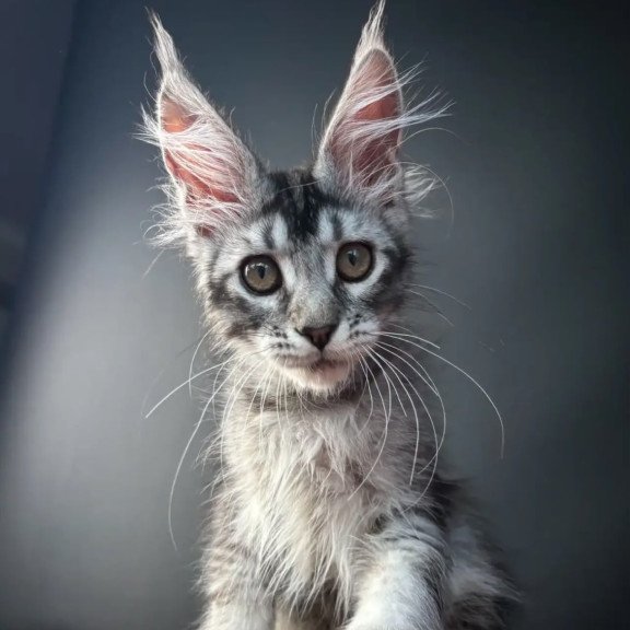 Maine Coon NOV Apollon