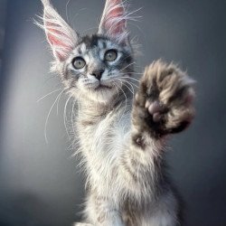 Maine Coon NOV Apollon