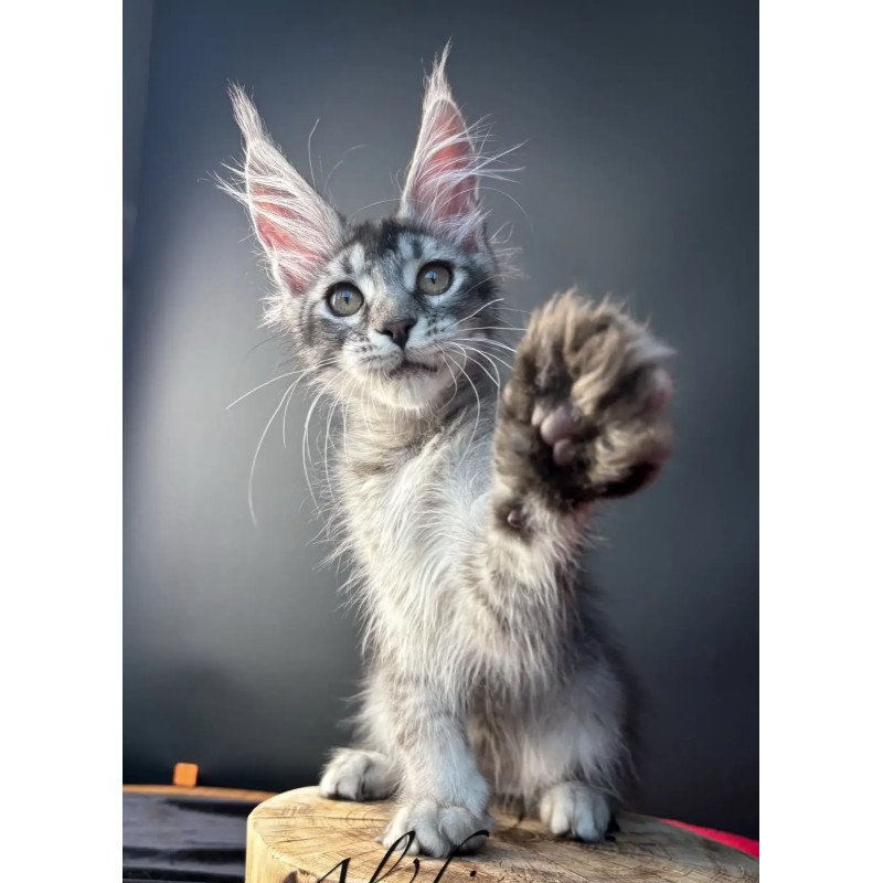 Maine Coon NOV Apollon