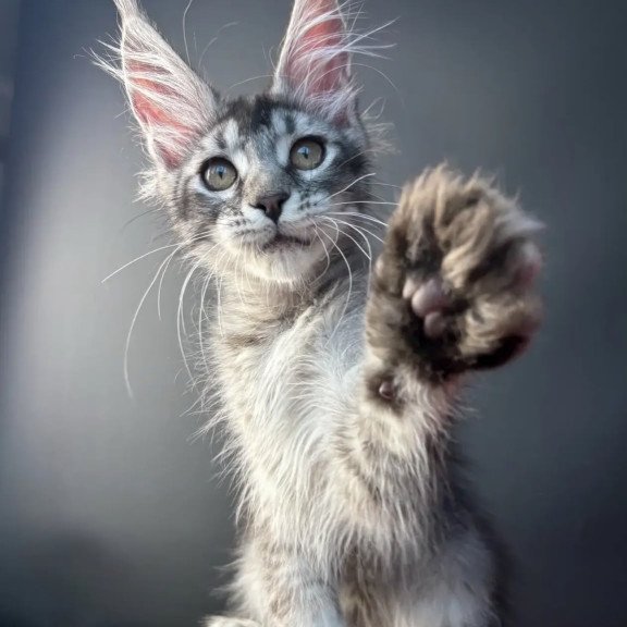 Maine Coon NOV Apollon
