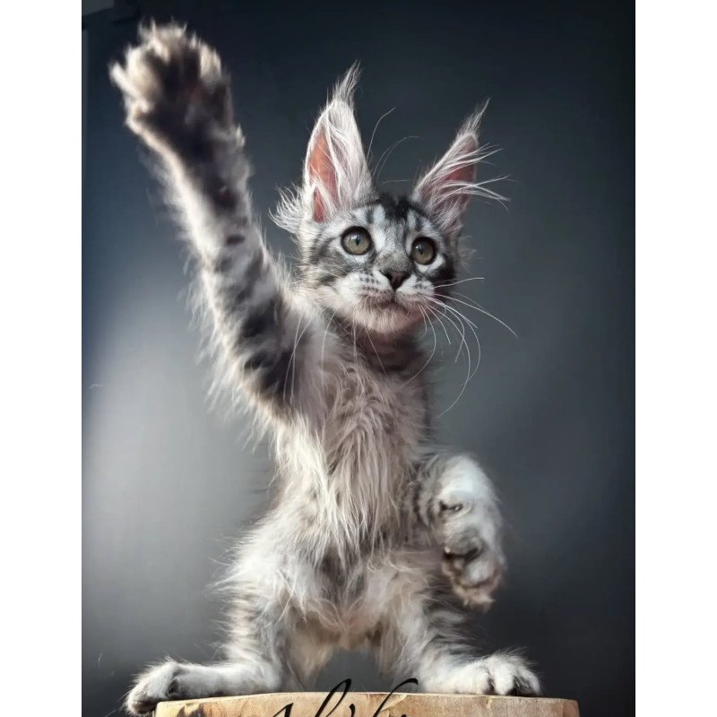 Maine Coon NOV Apollon